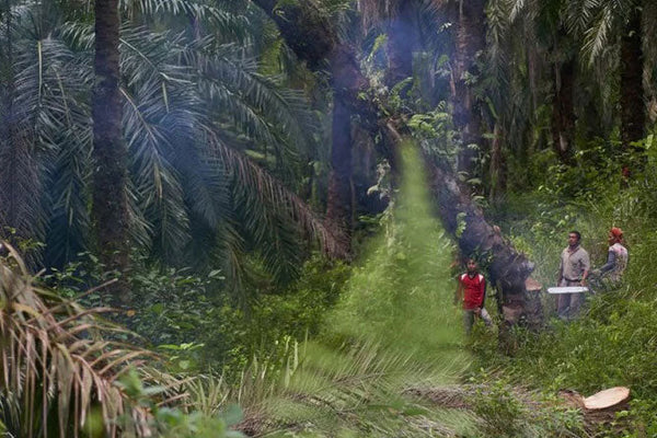 Prakticiranje permakulture na Sumatri: regenerativno olje pačulija